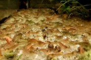 Krewetka po selekcji neocaridina PAKIET 40 sztuk