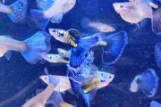Gupik Galaxy blue tail