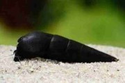 Ślimak Black Devil (Faunus ater). Cetarius