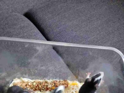 Młode szczury – dwa mioty | Rezerwacja | Gubin