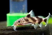 Synodontis valentiana. Cetarius