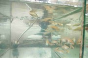 Mieczyk white albino