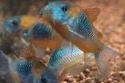 Promocja Kirys Kirysek Corydoras Orange Venezuela.