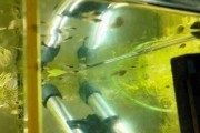 Drobnotka nadobna, Tiger Teddy