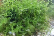Vesicularia Montagnei - (Mech Choinka (Christmas Moss))