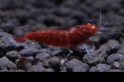 Krewetka Red Devil