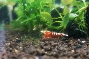 Krewetka Taiwan Galaxy Red