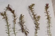 Rotala red