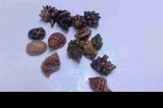 Krab pustelnik Coenobita rugosus. Cetarius