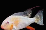 Kopik Heckela ALBINOS - Ziemiojad (Acarichthys heckelii). Cetarius