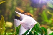 Skalar full platinum/white POLSKA Hodowla WYSYLKA!