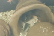 Kirys Corydoras duplicareus