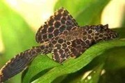 Zbrojnik lamparci, gibiceps (Pterygoplichthys gibbiceps). Cetarius