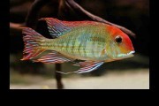 Ziemiojad orange head Tapajos XL. Cetarius