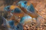Promocja Kirys Kirysek Corydora Orange Venezuela. Cetarius