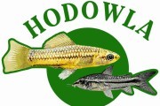 HODOWLA PIGMEJ