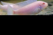 Pyszczak Śnieżny - Socolofi Snow (Pseudotropheus socolofi). Cetarius