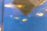 Skrzeczyk pręgowany, Croaking gourami