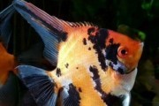 Skalar RED devil KOI POLSKA Hodowla, Wysyłka