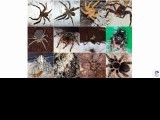 Spider Shop
