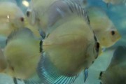 Dyskowce  Blue diamond