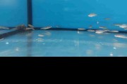 Julidochromis Marlieri Kasanga Tanganika Malawi