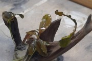 Mini aranżacja Bucephalandra Upper Ghost