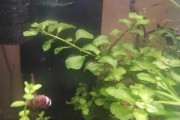 Ludwigia Repens Green - (Ludwigia Płożąca)