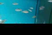 Pyszczaki Metriaclima Fainzilberi Maison Reef Malawi Tanganika