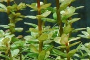 Ammannia sp. Bonsai -  (Rotala Bonsai (Rotala Indica))