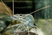 Krewetka Macrobrachium rosenbergii