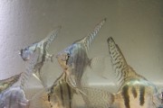 Skalar  blue zebra veil