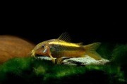 Kirys: Kirysek GOLD LASER Corydoras sp. Neon Gold 