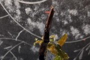 Aranżacja do akwarium, Bucephalandra Silver Powder