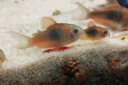 Kirys Corydoras venezuelanus wenezulea orange tarl