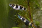 Promocja Szczupieńczyk karłowaty (Epiplatys annulatus)