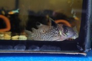 Kirys Corydoras leucomelas