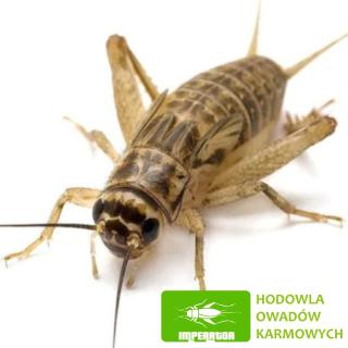 Hodowla Owadów Imperator