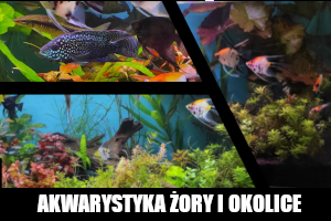 Akwarystyka Żory i okolice