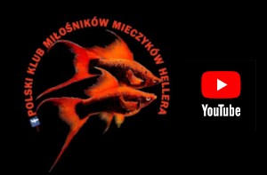 Polski klub miłośników mieczyków Hellera I fanów ryb żyworodnych - kanał YT