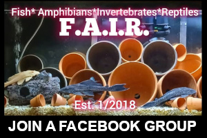 F.A.I.R. Fish Amphibians Invertebrates Reptiles