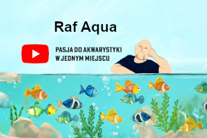 Raf Aqua - największy kanał akwarystyczny w Polsce