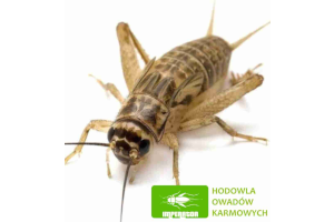 Imperator - Hodowla Owadów Karmowych