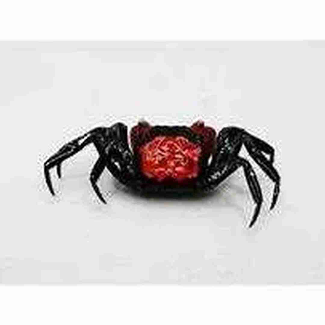 Krab red devil (Geosesarma hagen). Cetarius
