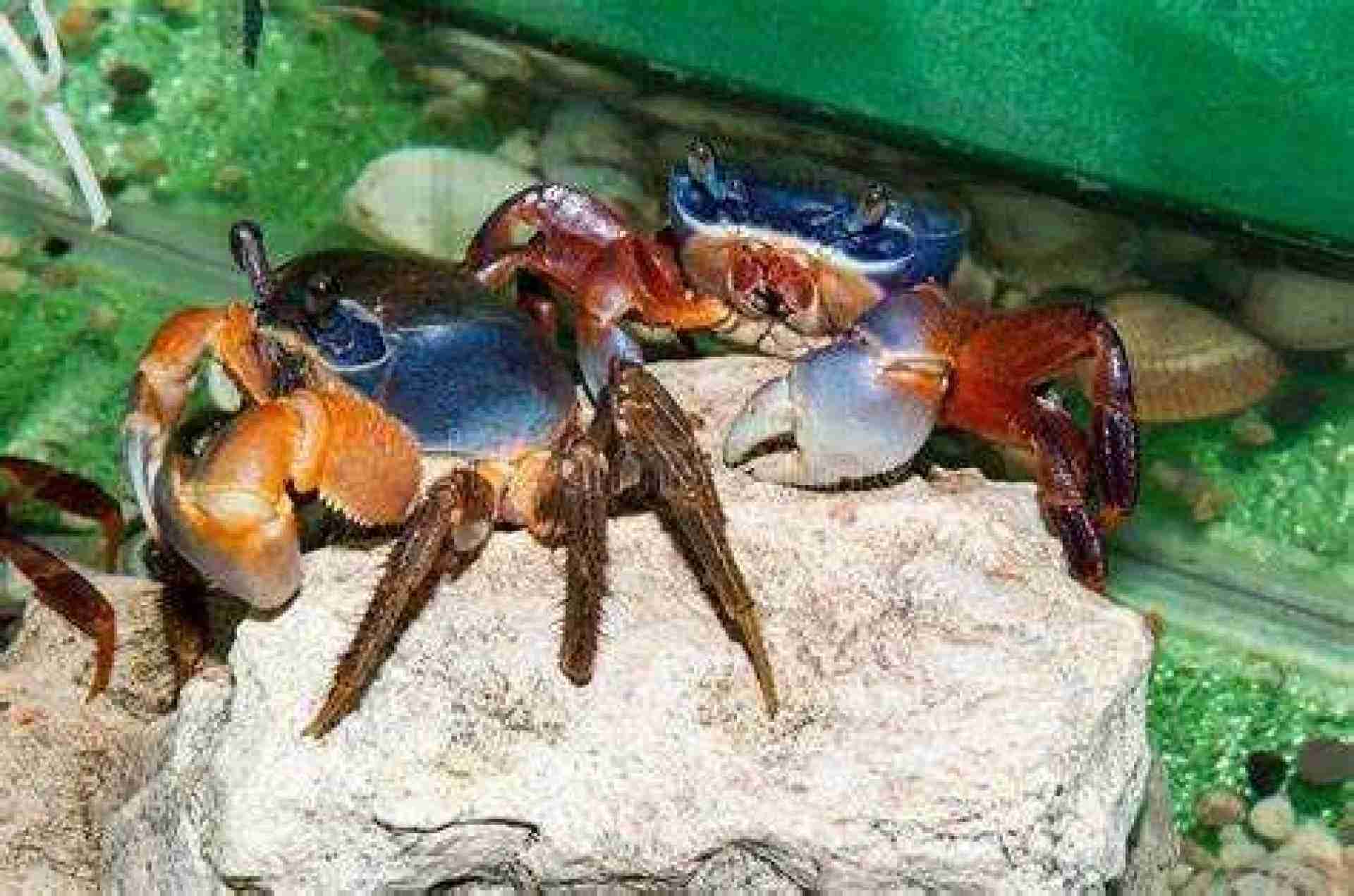 Krab tęczowy XL. Cetarius