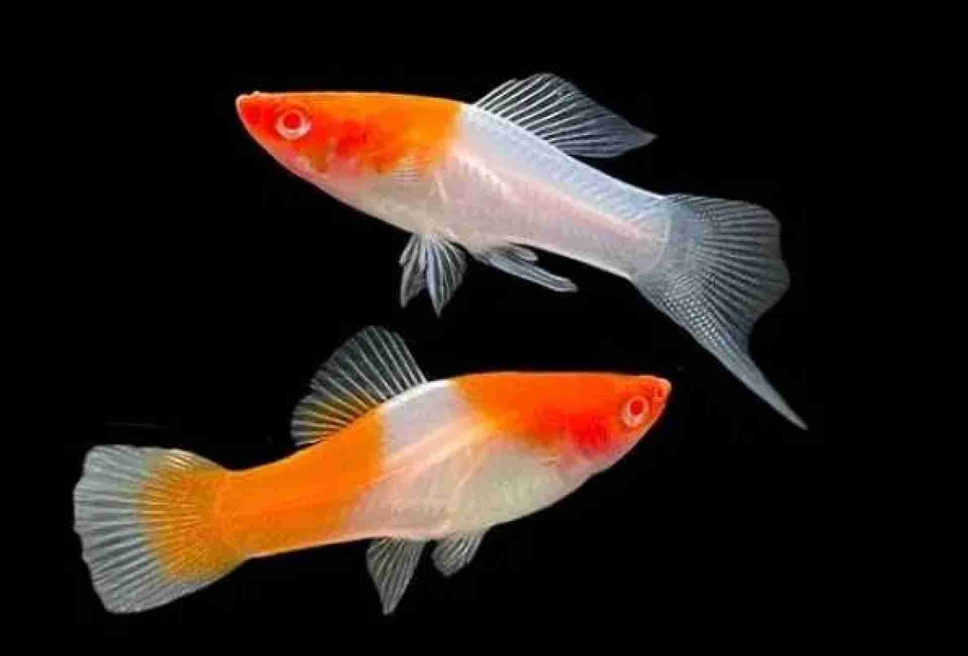 Mieczyk Koi. Cetarius