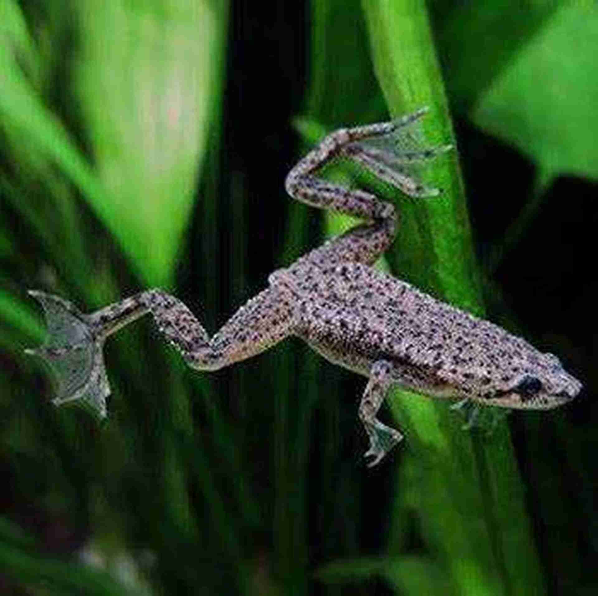 Karlik szponiasty (Hymenochirus boettgeri). Żabka do akwarium. Cetarius