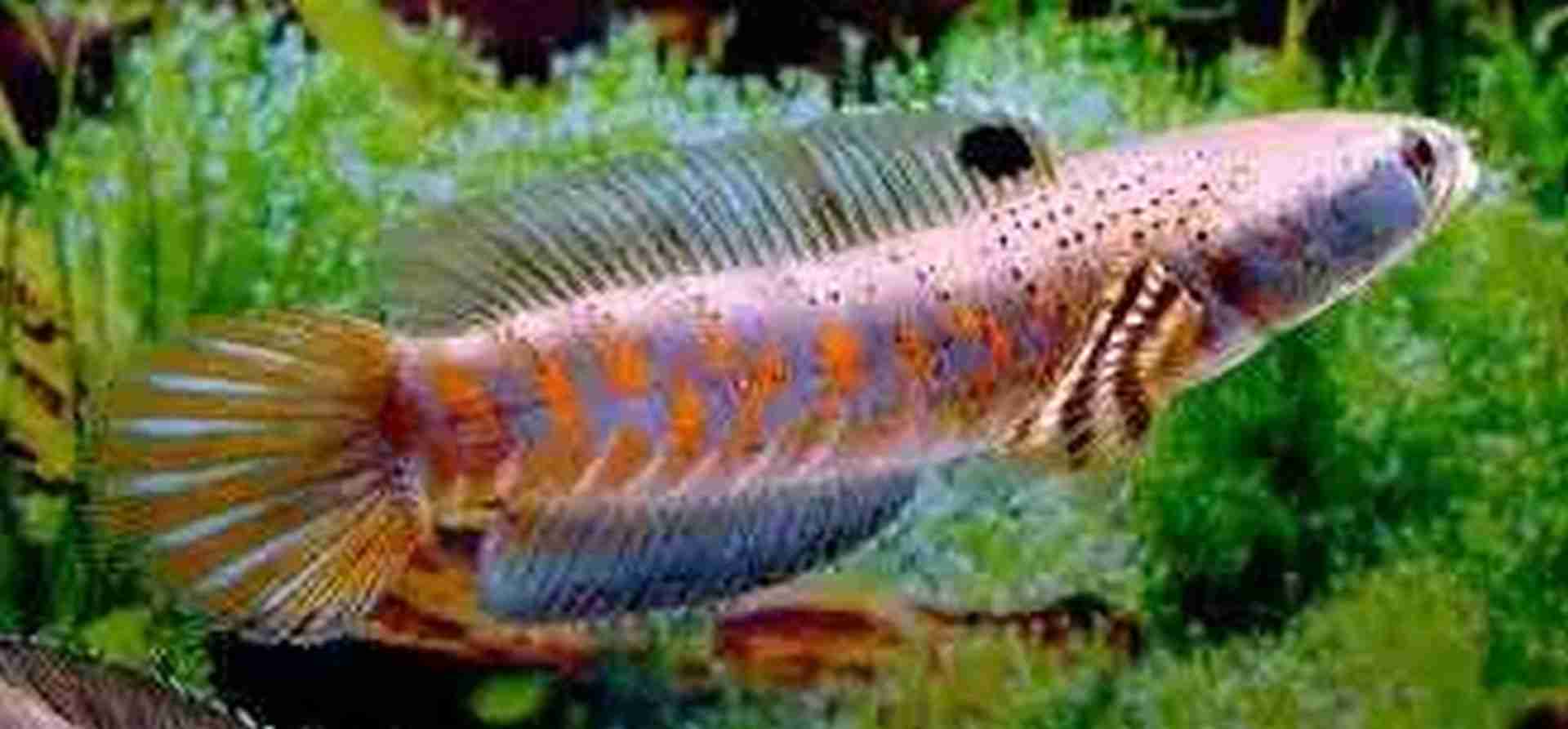 Wężogłów piękny - (Channa pulchra). Cetarius