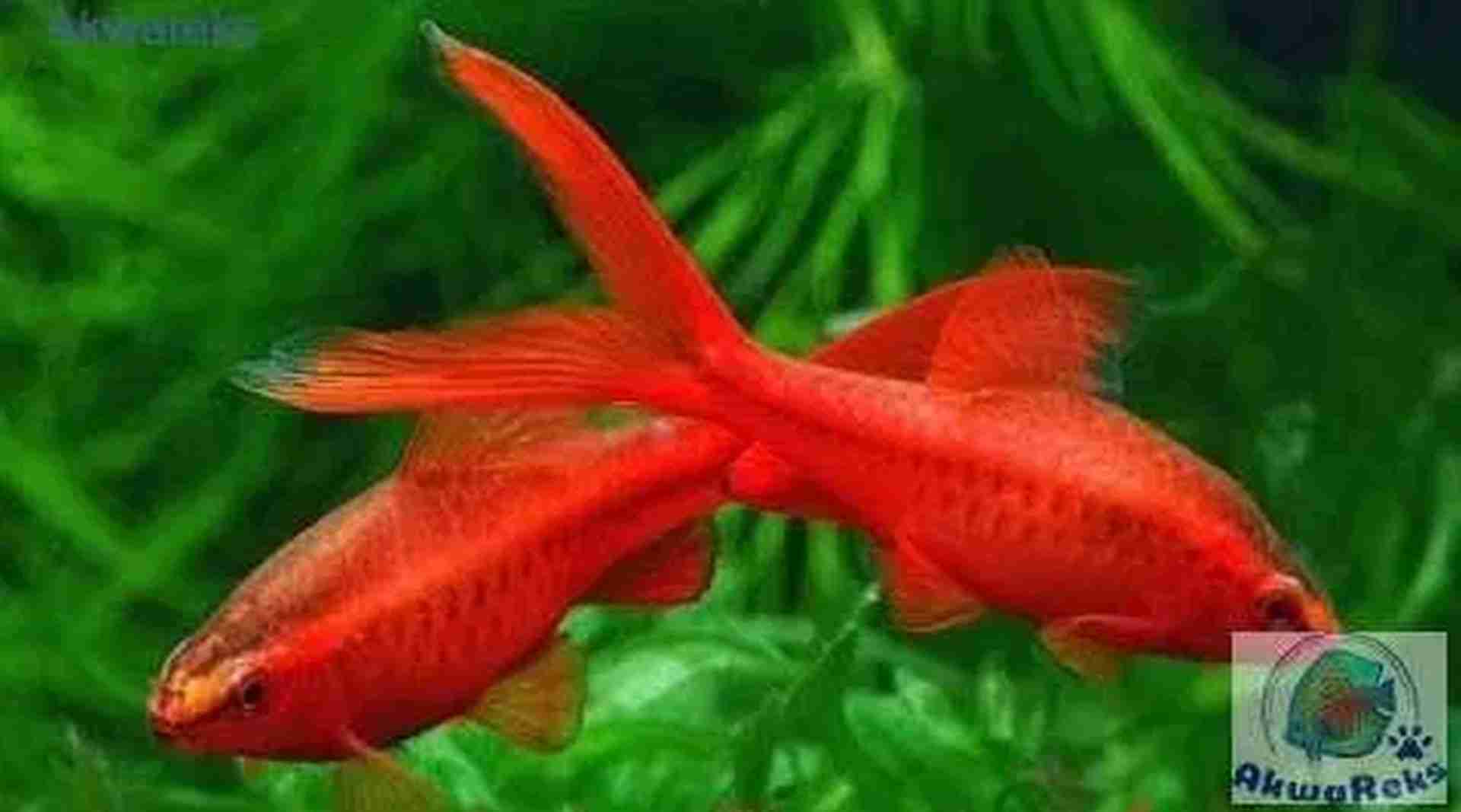 Brzanka wysmukła welonowa - Cherry barb - (Puntius titteya). Cetarius