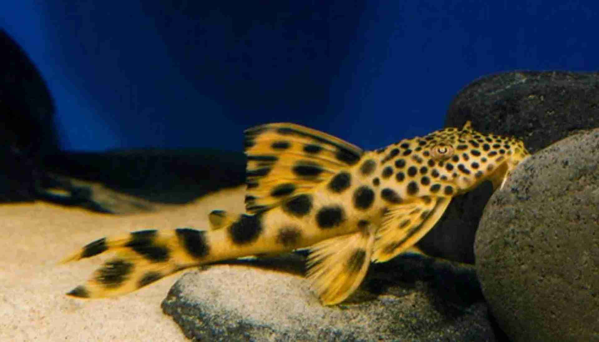 Zbrojnik L075 (Peckoltia sabaji). Cetarius